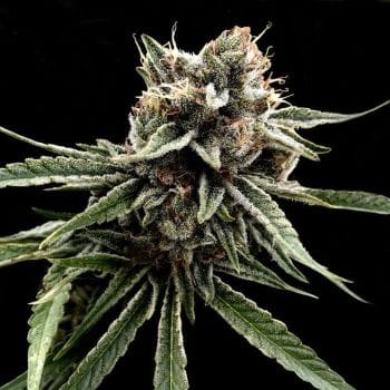 Sour Strawberries Regular Seeds (Crockett Family Farms) - 12-DNA-CFF-SOSTR-REG-12