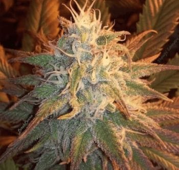 Cocoon Regular Seeds - 11-BODH-COC-REG-11