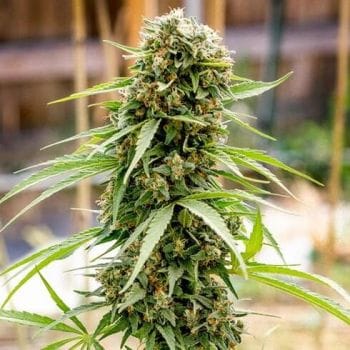 Dread Bread Regular Seeds - 11-BODH-DRBR-REG-11