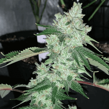 Grandma's Hashplant Regular Seeds - 11-BODH-GMHP-REG-11