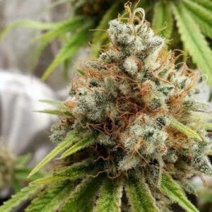 Herer Hashplant Regular Seeds - 11-BODH-HERHP-REG-11