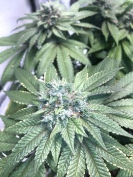Heavenly Hashplant Regular Seeds - 11-BODH-HHP-REG-11