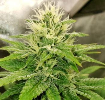 Sundance Regular Seeds - 11-BODH-SUND-REG-11