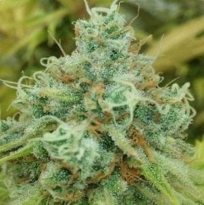 Uplift Regular Seeds - 11-BODH-UPL-REG-11