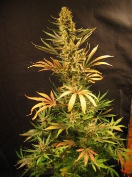 Holy Smoke Regular Seeds - 18-MRNHS