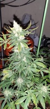 Ghandi CBD Feminised Seeds - 5-MRNGHANDICBD