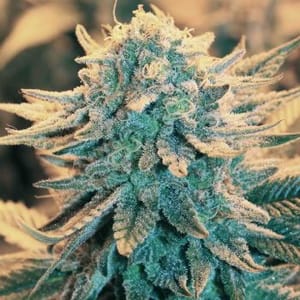 B-52 Feminised Seeds - 5-NV-B52