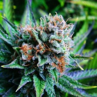 Blue Dream Feminised Seeds - 5-NV-BLDR