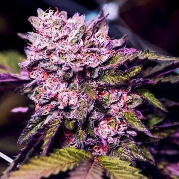 Gelato Feminised Seeds - 5-NV-GEL