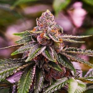 Girl Scout Cookies Feminised Seeds - 5-NV-GSC