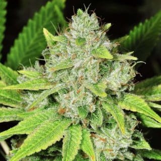 Original Glue Feminised Seeds - 5-NV-ORGL