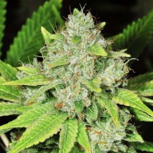 Original Glue Regular Seeds - 10-NV-ORGL-REG