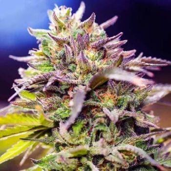 Skunk #1 Feminised Seeds - 5-NV-SK1