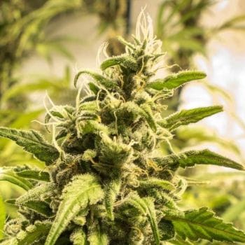 Somango XXL Feminised Seeds - 5-NV-SOMXXL