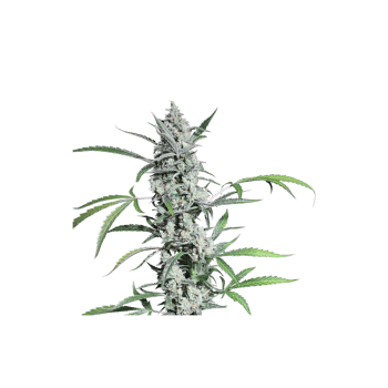 Fat Pete's Cookies Auto Feminised Seeds - 8-SSSC-FPC-AUTO-FEM-8