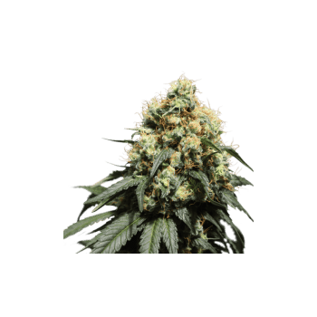 Bruce Lemon Diesel Feminised Seeds - 8-SSSC-BLD-FEM-8