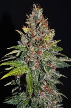 Tropical Punch Feminised Seeds - 5-G13L-TROPUN-FEM-5