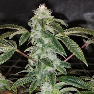 Sowah Sherbert Feminised Seeds - 5-PF-020-F5