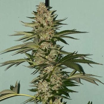 Banana Loaf Feminised Seeds - 6-PLUG-022-F6