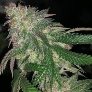 Kuntz Feminised Seeds - 5-PF-021-F5