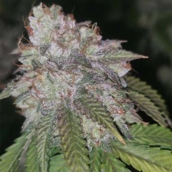 Runtzosa Feminised Seeds - 5-PF-022-F5