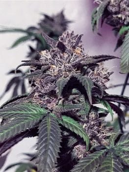 Purple Diesel Feminised Seeds - 6-CC-PD-FEM-6