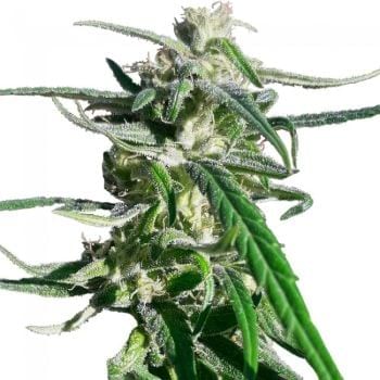 Thai A5 Haze Regular Seeds - 10-ACETHA5HAZREGU10
