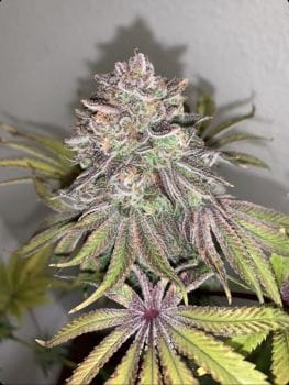 Limón Picón Regular Seeds - 3-PCG-LP-REG-3