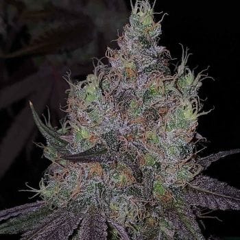 Bruntz Feminised Seeds - 6-PLUG-BRUN-FEM-6