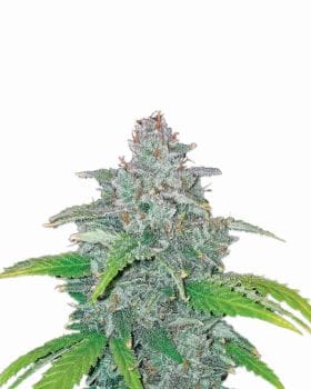 Blue Dream Auto Feminised Seeds - 5-NV-BLDR-AUTO
