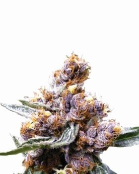 Blueberry Feminised Seeds - 5-NV-BLUB