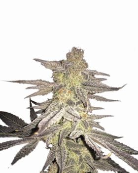 Blueberry Regular Seeds - 10-NV-BLUB-REG