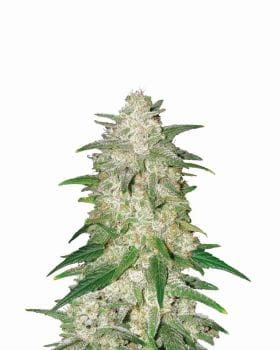 Gelato Auto Feminised Seeds - 5-NV-GEL-AUTO