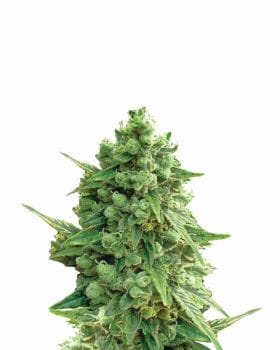 Hawaii Maui Waui Auto Feminised Seeds - 5-NV-HMW-AUTO