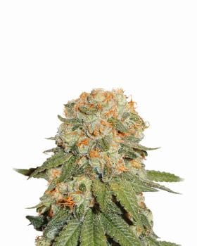 Orange Bud Regular Seeds - 10-NV-OB-REG