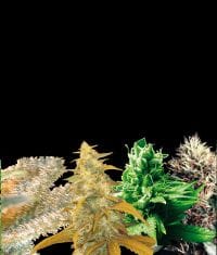 Indica Collection Feminised Seeds-WOS4032176