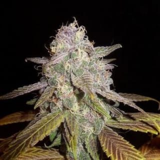 Blueberry F5 Regular Seeds - 6-DJSHO-BB-REG