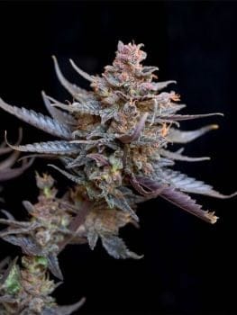 Flo Regular Seeds - 6-DJSHO-FL-REG