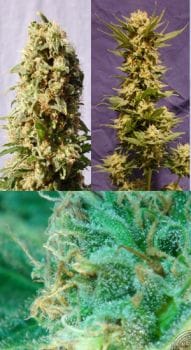 Guerrilla Mix Feminised Seeds - 6-KBGUERMIX06