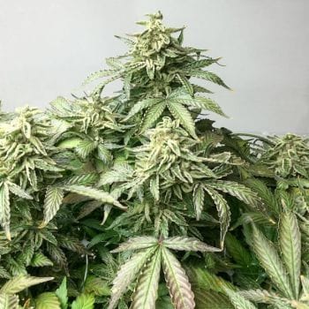 Ox Piss Regular Seeds - 12-RD-045