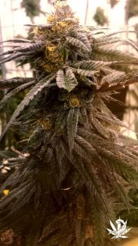 Wild Berry Feminised Seeds - 6-BCBD-SCOR-WB-FEM-6
