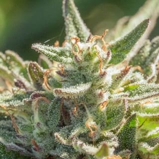 Mythic Cheetah Fast Feminised Seeds - 5-ATL-MC-FAST-FEM-5