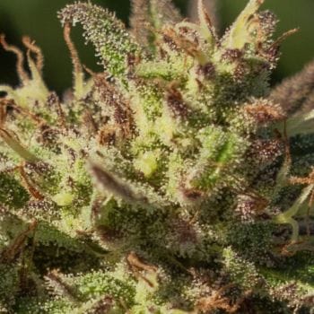 Neon Cowgirl Fast Feminised Seeds - 5-ATL-NG-FAST-FEM-5
