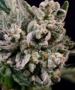 Peanut Butter Breath Fast Feminized Seeds - 5-ATL-PBB-FAST-FEM-5