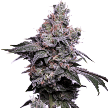 GoldenHaze Feminised Seeds - 5-GRB-GH-FEM-5