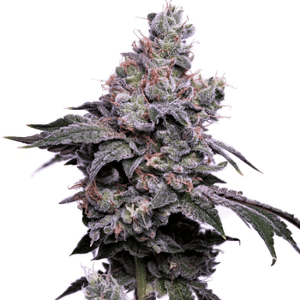 GoldenHaze Feminised Seeds - 5-GRB-GH-FEM-5