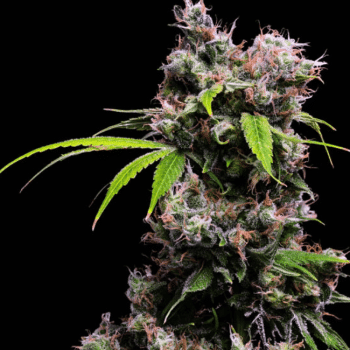 Golden Pineapple S1 Feminised Seeds - 5-GRB-GPS1-FEM-5