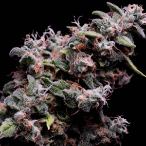 Hazy Kush S1 Feminised Seeds - 5-GRB-HKS1-FEM-5