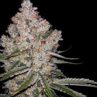 Hazy Voyage Feminised Seeds - 5-GRB-HV-FEM-5