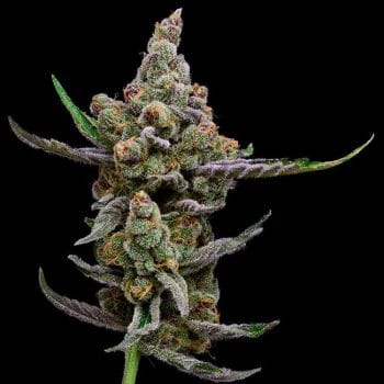 Sail Haten Feminised Seeds - 5-GRB-SH-FEM-5